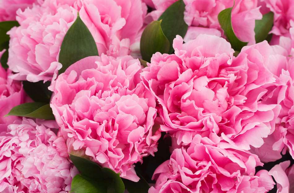 Pion 'Alexander Fleming'